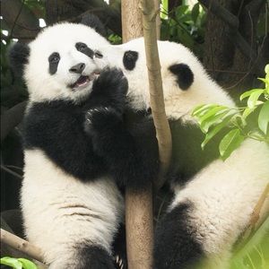 Meet your Posher, Annabelle